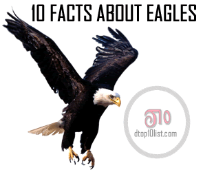 Top 10 Amazing Facts About Eagles Top 10 Amazing Facts About Eagles