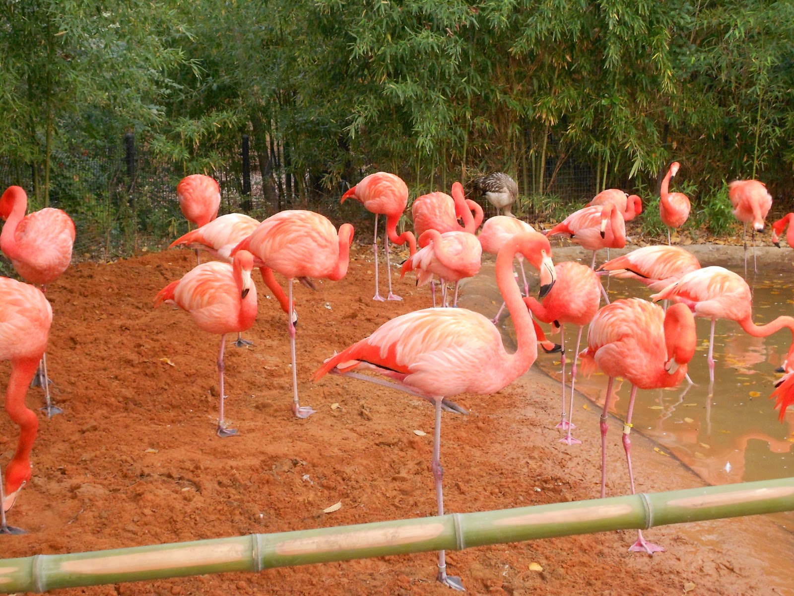 happy hour honeys Dallas/Fort Worth, Part II Fuzzy's, Gloria's and