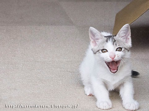 網戸越しの仔猫