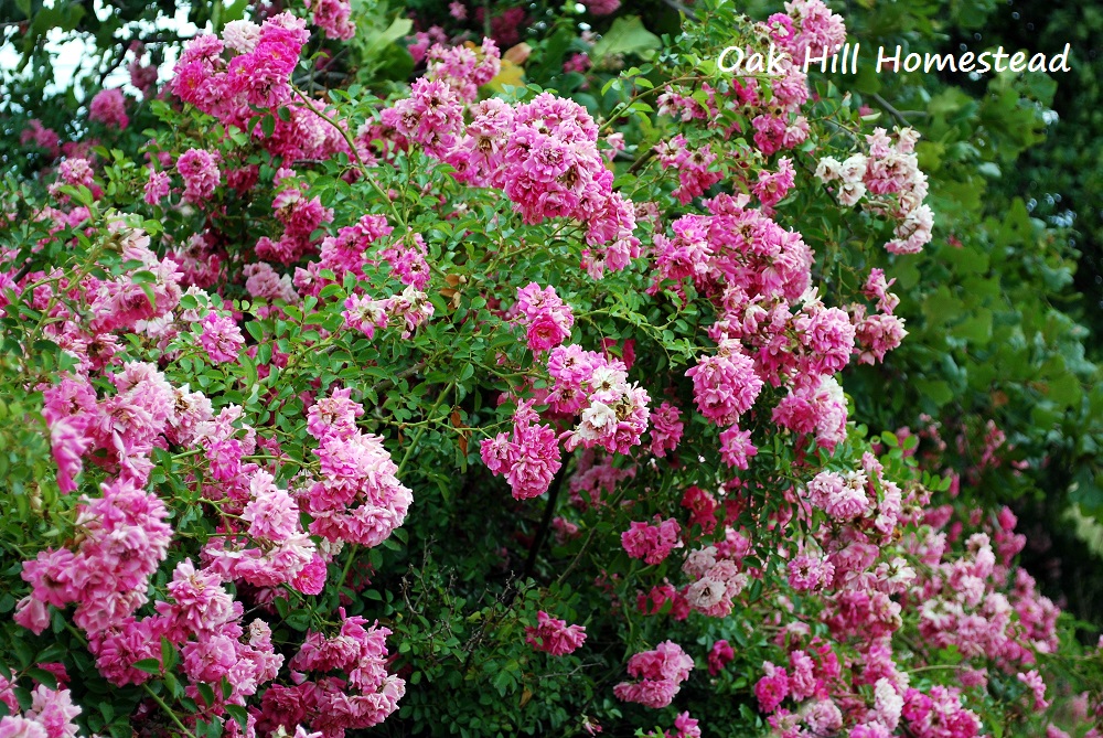 When the Wild Roses Bloom Oak Hill Homestead