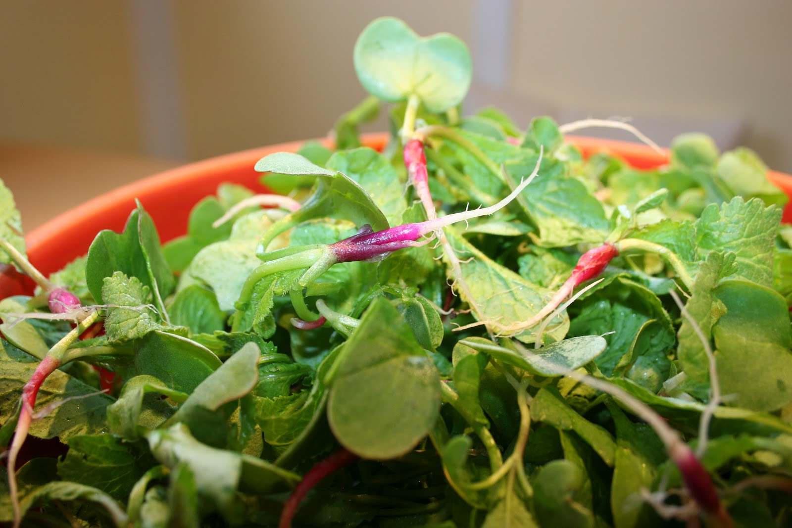 Radish greens have you tried them? From Soil to Salad Gardening and