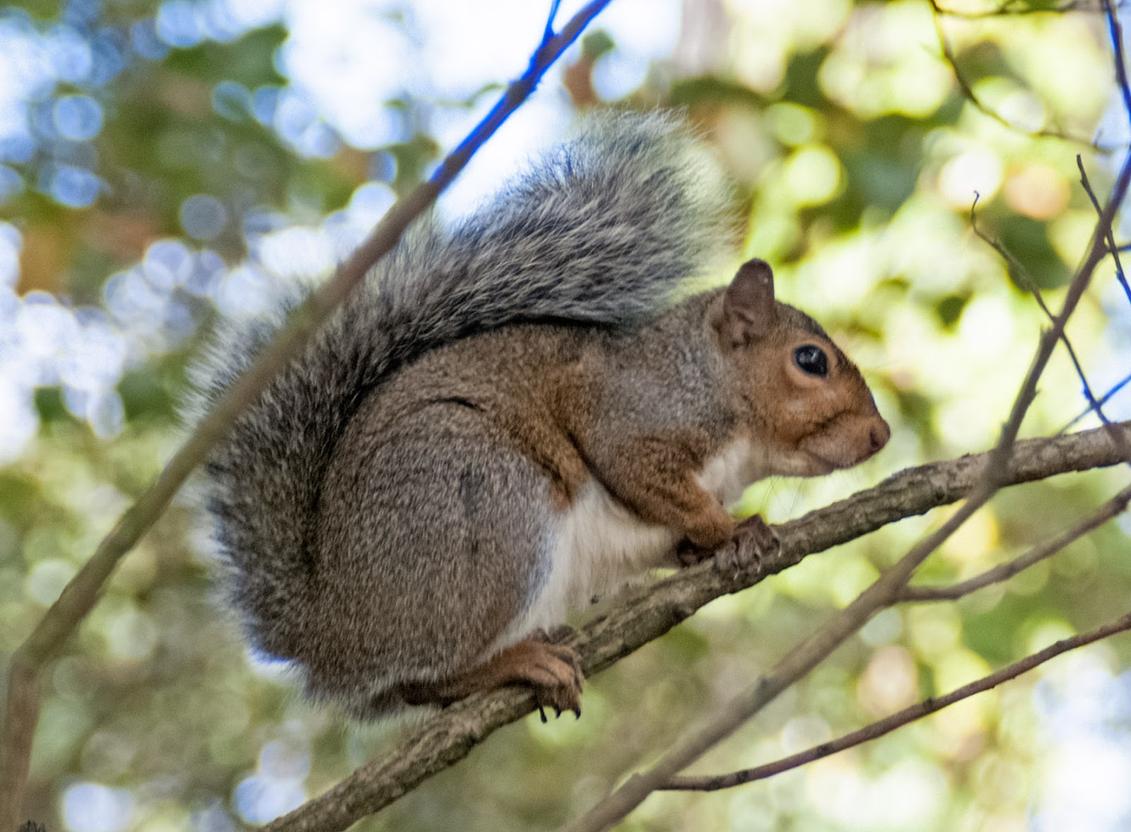 Riverside Squirrel Farm