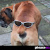 Dog, tail, sunglasses = face