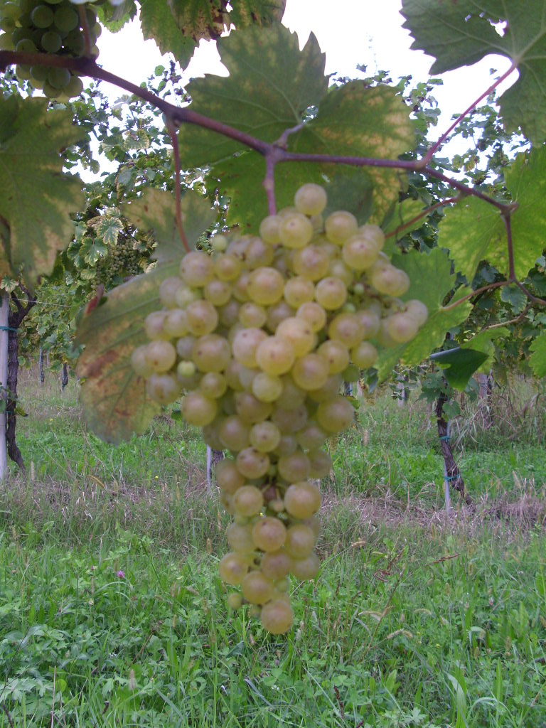 Fringe Wine NonFizzy Glera (Prosecco) Valdobbiadene, Italy