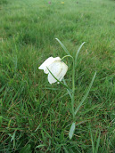 Fritillary Alba