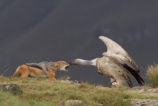 jackal competition vulture animals between nose vs plants food order nipped pecking meat relationships bird snatch scrap trying relationship coyote