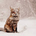 These 11 Photos Will Make You Fall In Love With Foxes