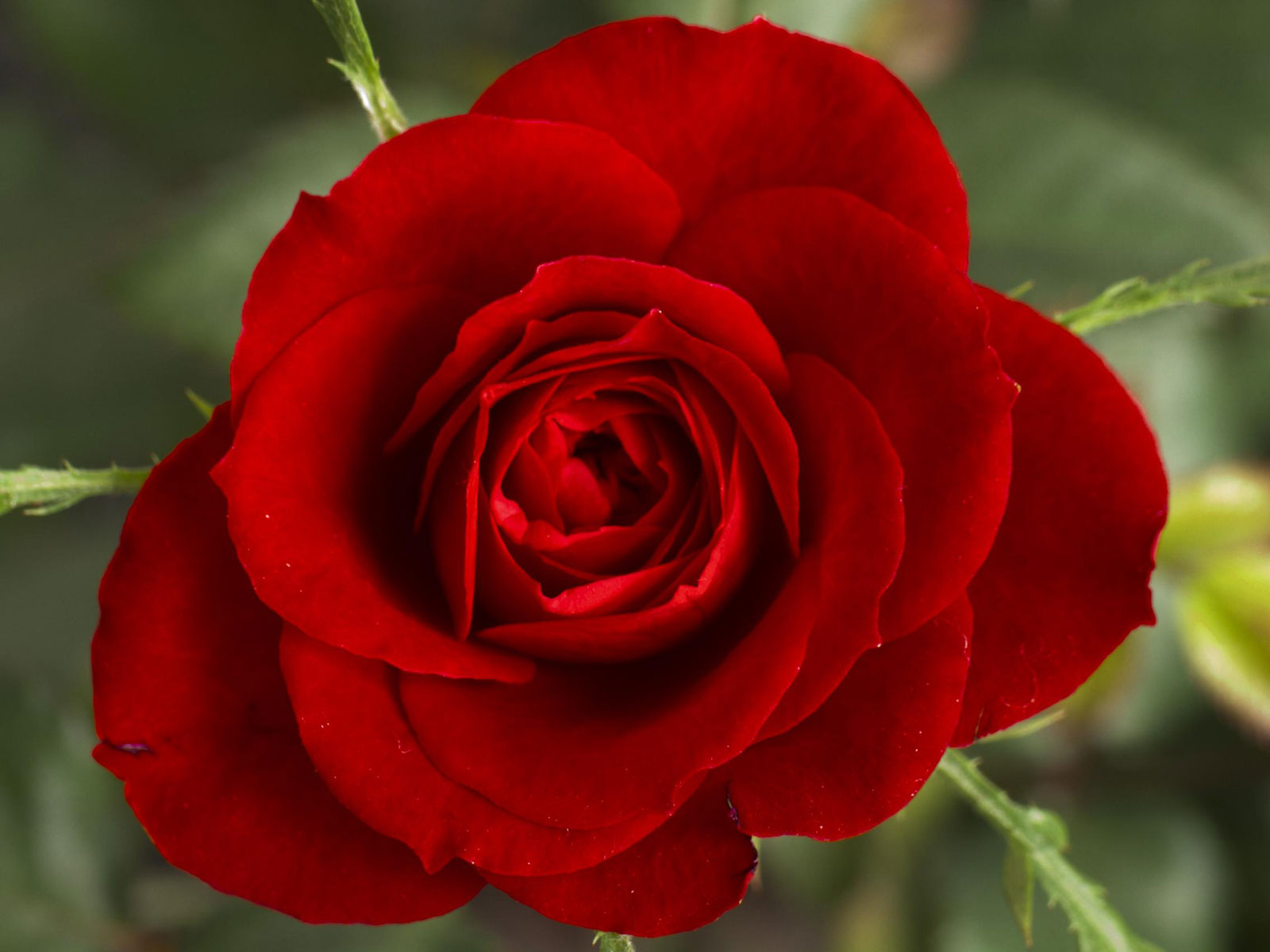 http://2.bp.blogspot.com/-_8dyfA7tYgY/T4aS8ur0_4I/AAAAAAAAAd8/nRPlaiTPRNU/s1600/Red-rose-flower-free-desktop-wallpaper-1600x1200.jpg