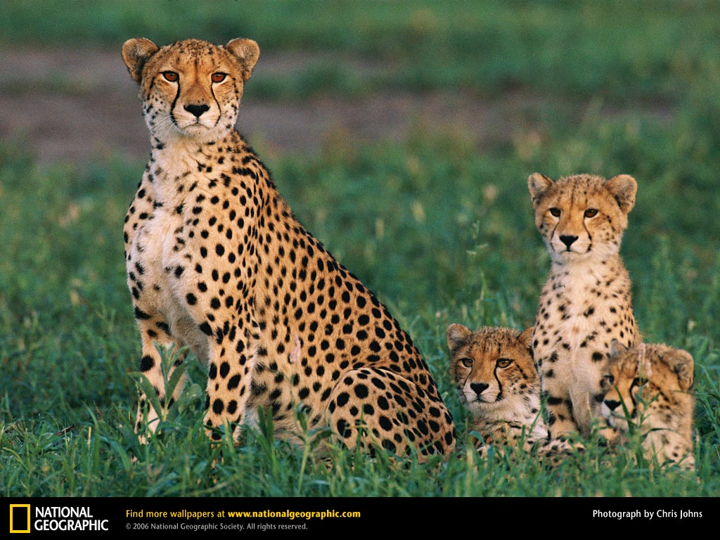 Animal - Mother and Baby 4 - National Geographic