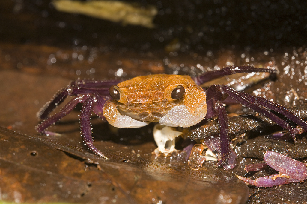 Real Monstrosities Vampire Crab
