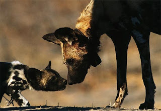 female african painted dog kissing her baby