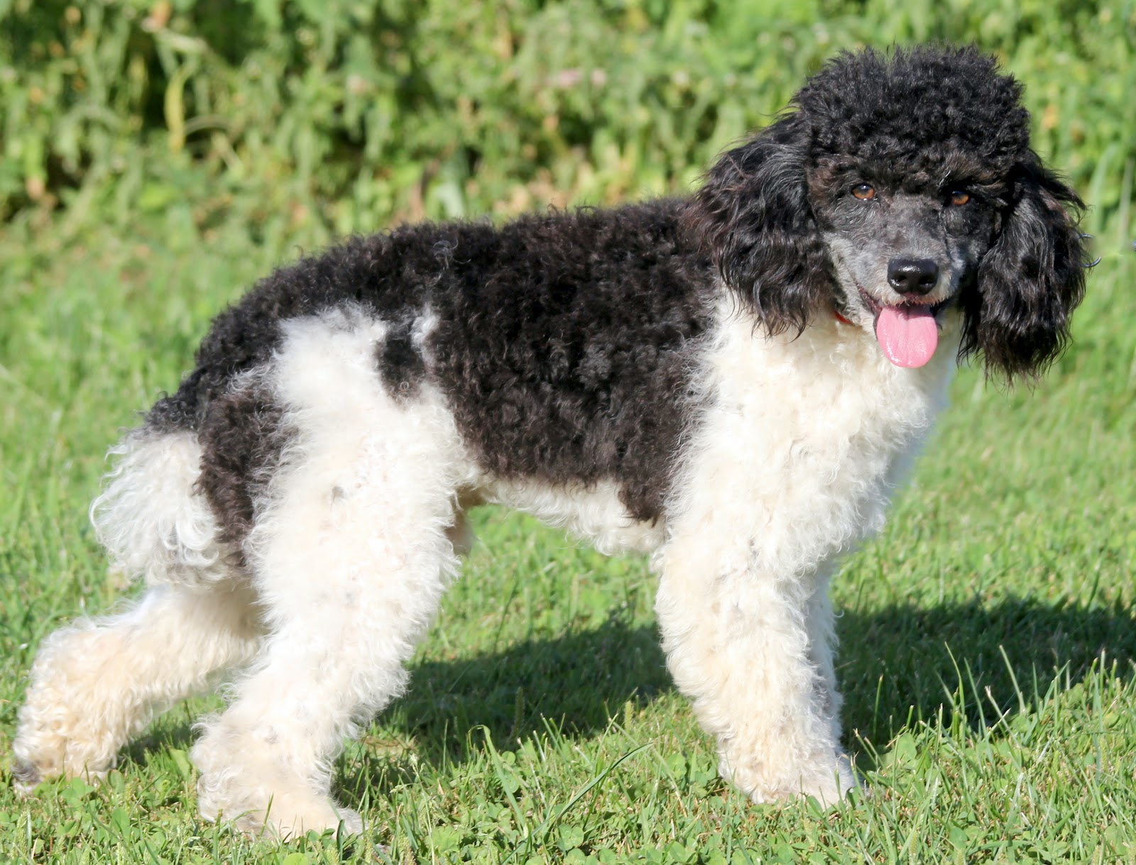 littleton ranch aussiedoodles