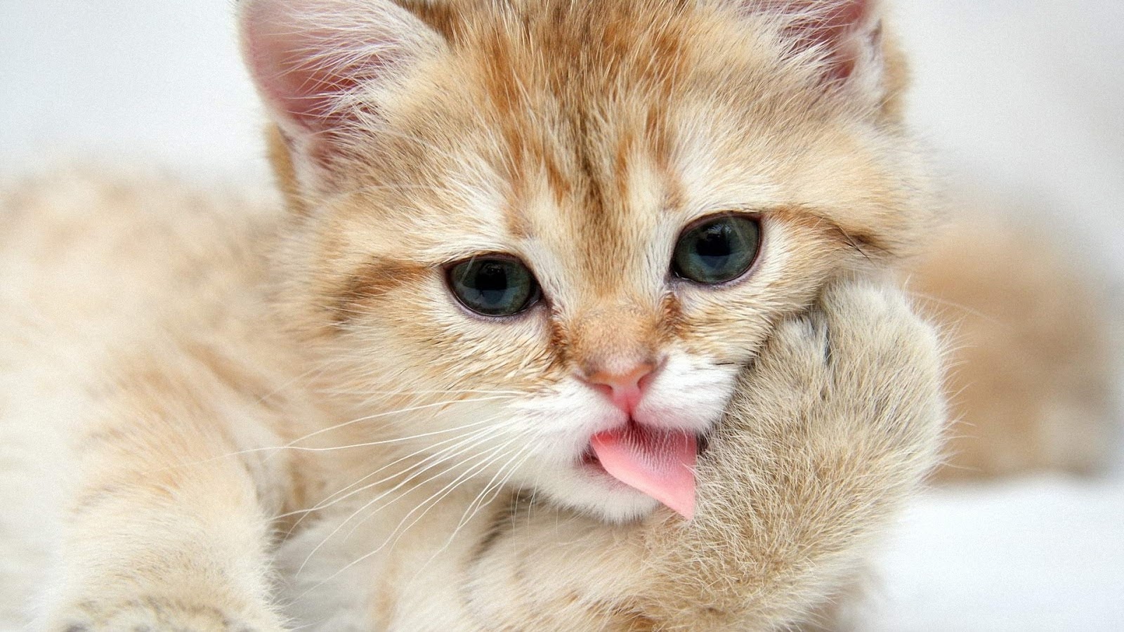very cute cat wallpaper hd cat wallpaper