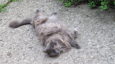 German Village neighborcat 4