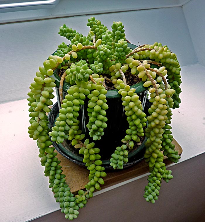 Living the life in SaintAignan Donkey tail plant Living the life in SaintAignan Donkey tail plant