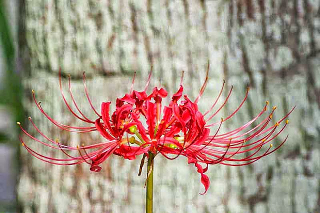 Red Spider Lily, flower