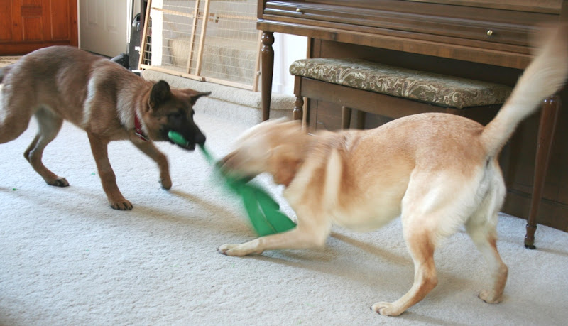 kira and cabana playing tug vigorously with a green octopus type toy, cabana is a blur because she is in motion