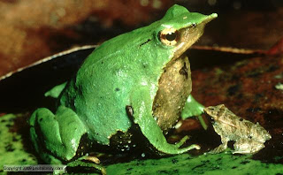 darwin's frog