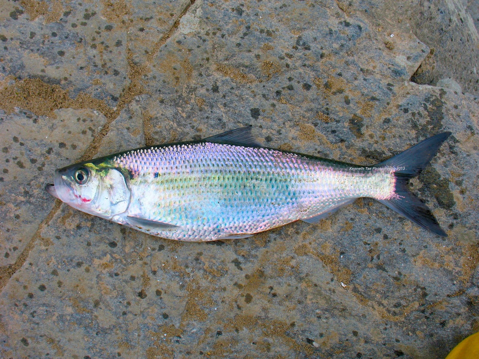 Alewife vs Bunker Page 2 Main Forum SurfTalk