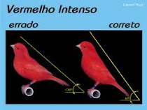 Posição Vermelho Intenso