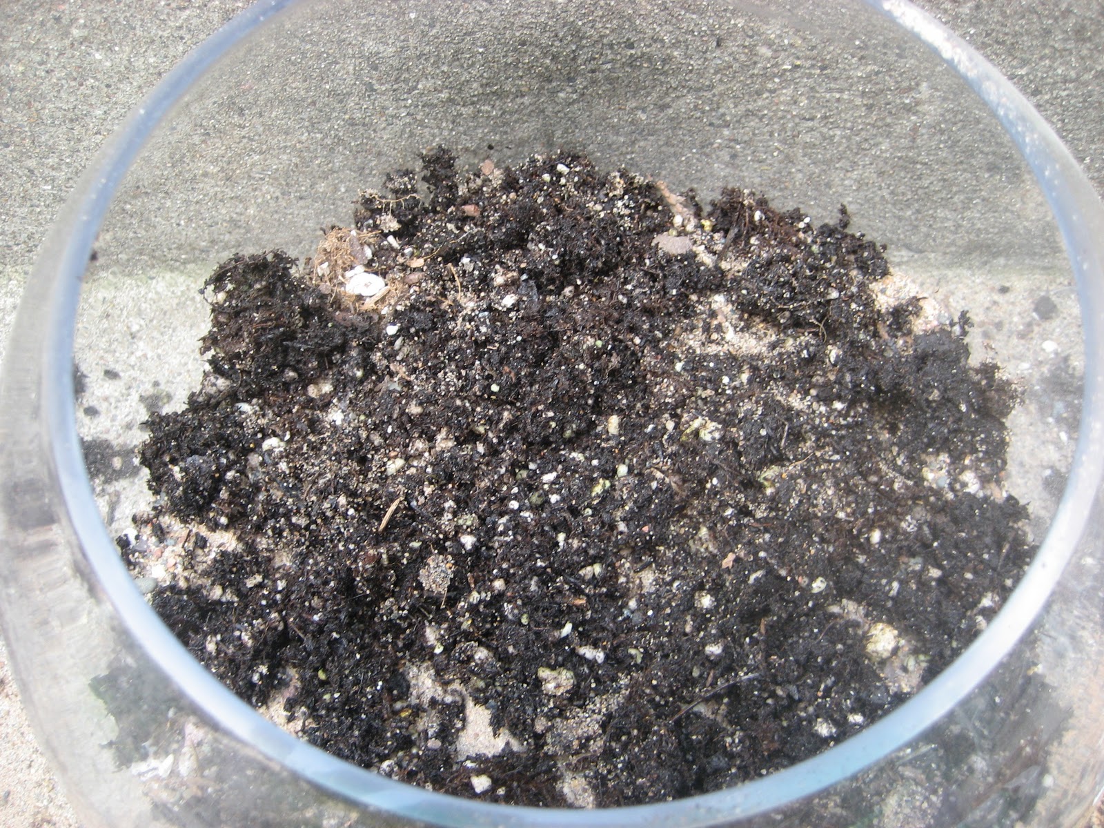 Chuck Does Art DIY Succulent Terrarium