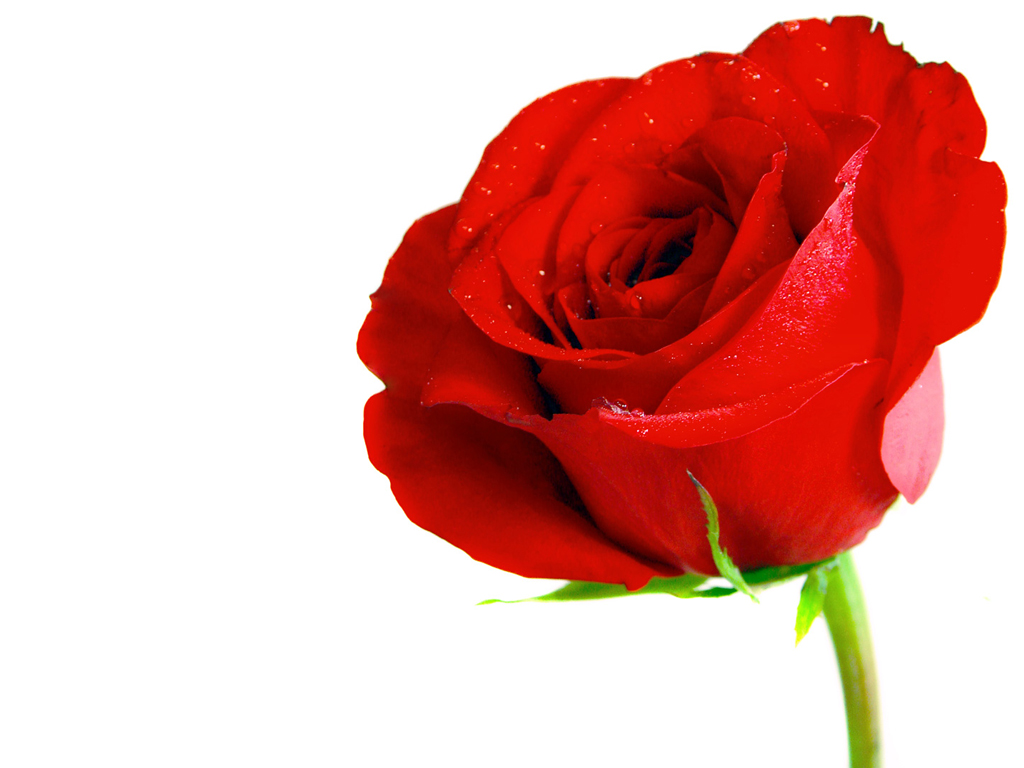 Tanaman Bunga Mawar Warna Merah Dikelompokkan Menjadi Informasi Seputar Tanaman Hias