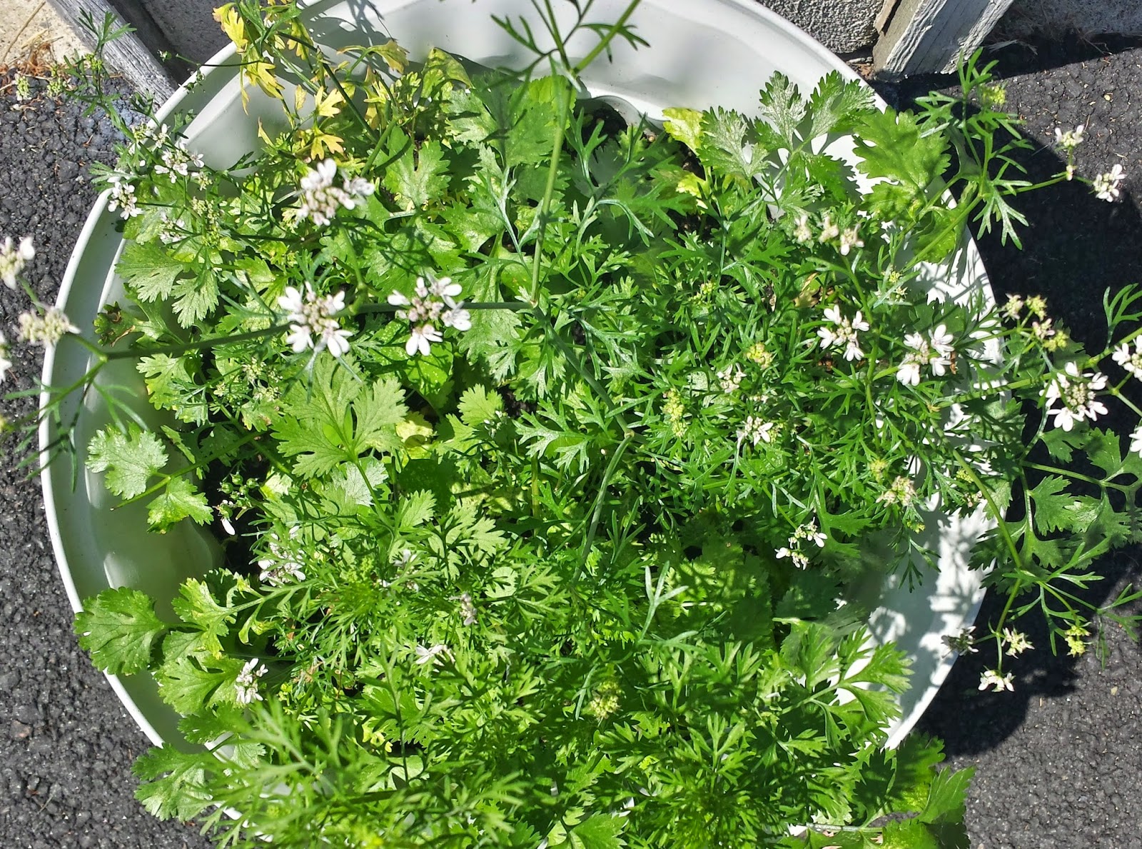 cilantro plant
