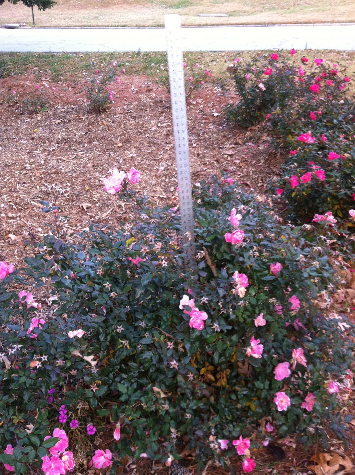 Plant Preview Trying Winchester Gardens Fertilizer Spikes