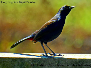 Colorful Nature: Birds of Sanjay Gandhi National Park, Mumbai.