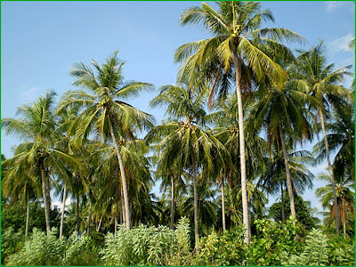 இயற்கையின் பொக்கிசம் "தென்னை" Coconut+tree
