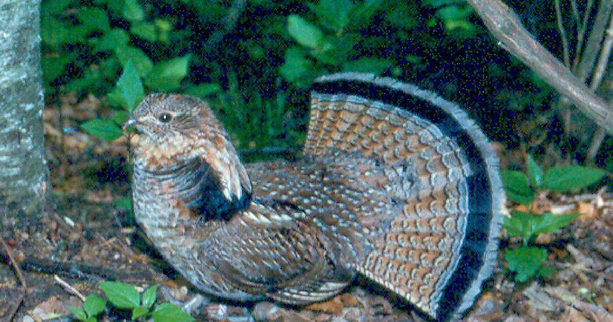World Bird Sanctuary Birdlore Ruffed Grouse, The Drumming Bird