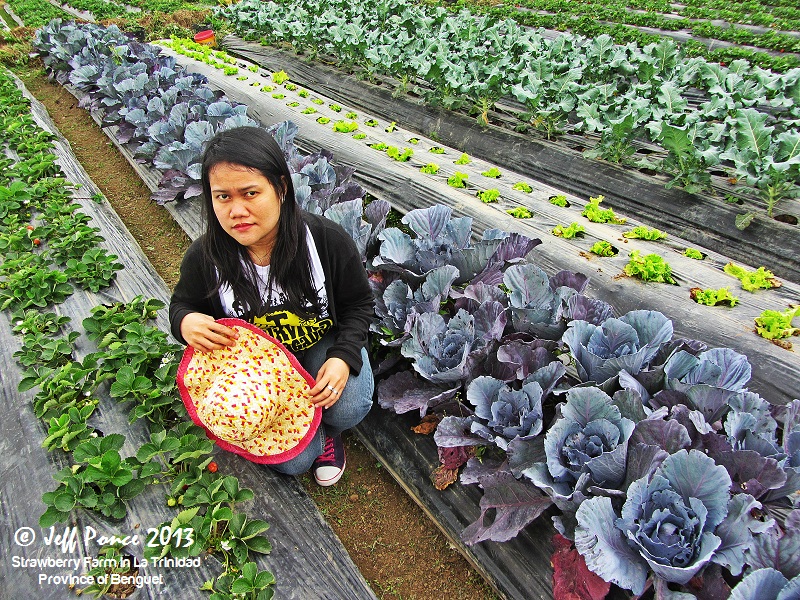 Bisayang Manlalakbay around the Philippines Vegetable & Flower Farm in La Trinidad, Benguet
