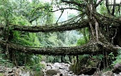 Root bridge - india