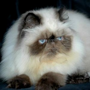 Gambar Kucing Persia Himalaya liat kiri Gambar Kucing Persia Himalaya liat kiri