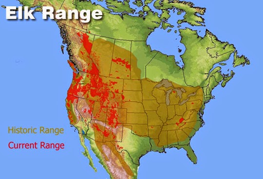 Hope Elk Populations Of The East Past Present And Future As The Tide Of Reintroduction Rolls On