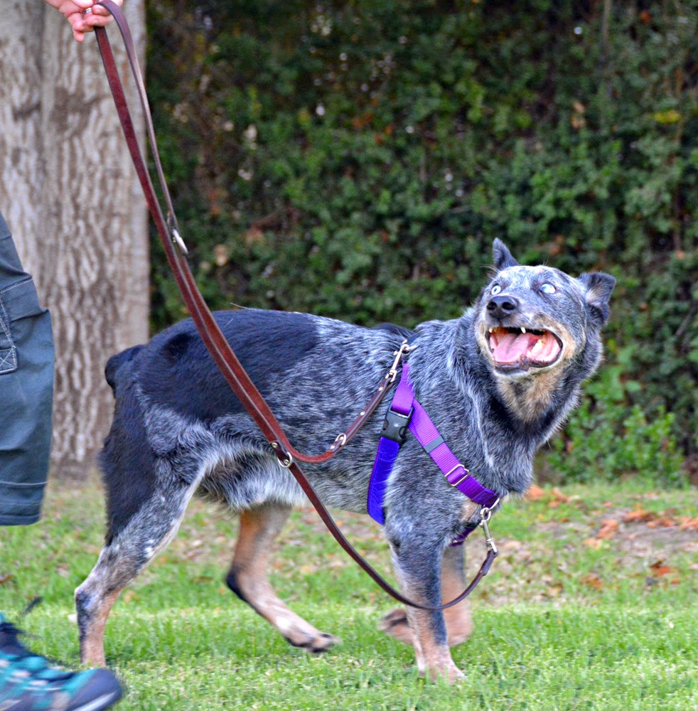 dog growl dog growl