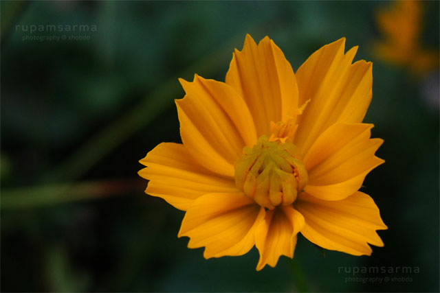 Ratrani Flower