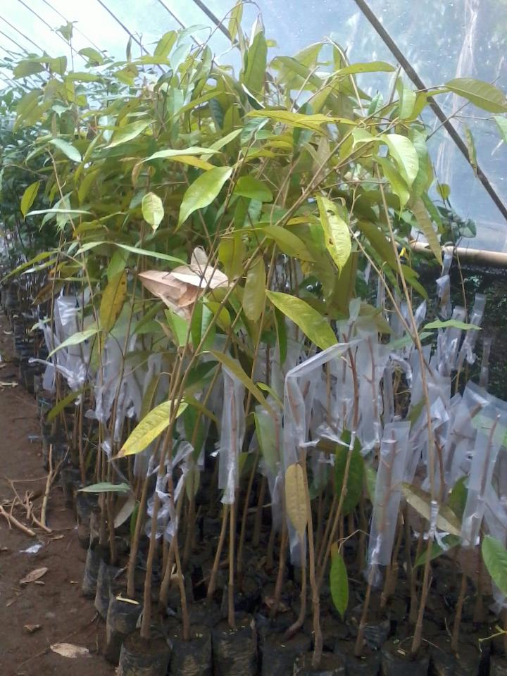 Nursery Plants: RED DURIAN : Durian Merah dari SONGGON