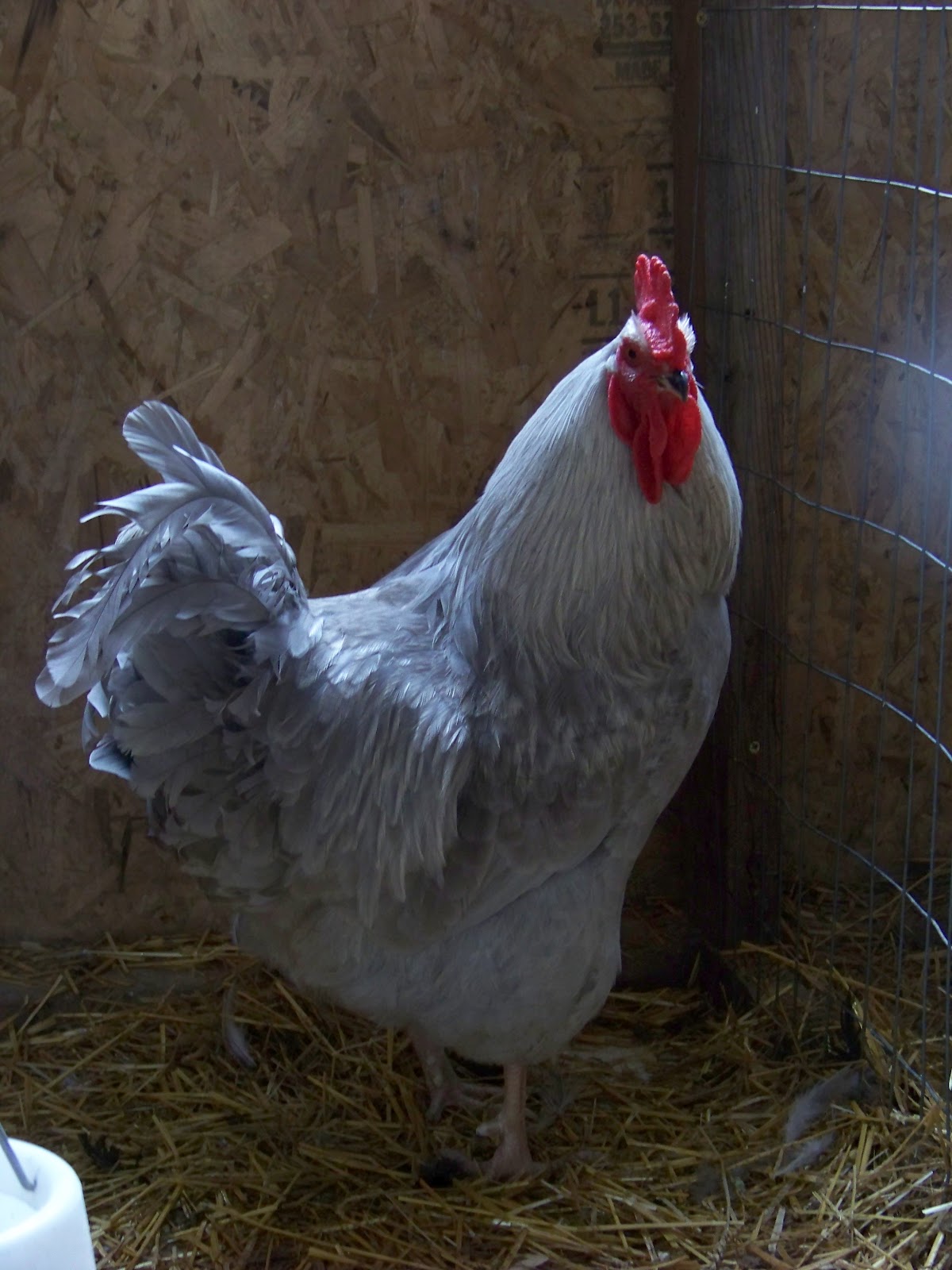 Tough Meat, Tough Decisions Intro to Homemade Chicken Sausage