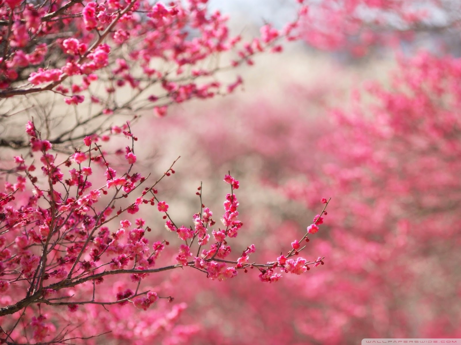 Cherry Blossom Festival