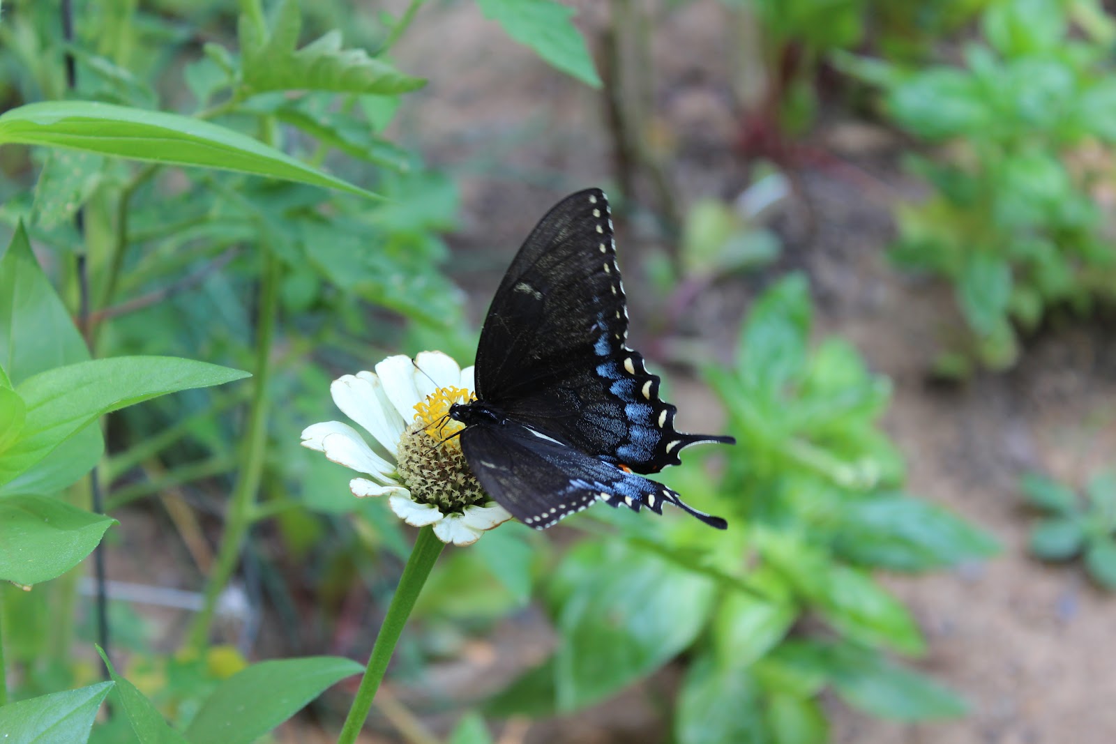 MCR's thoughts... Butterflies and zinnias...
