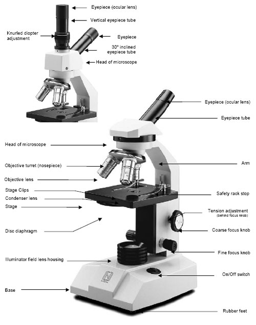 anatomy and physiology i coursework microscope a p microscope labeled