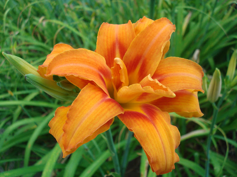 Love, Joy and Peas Fun Flowers and Foliage This Week in My Maryland