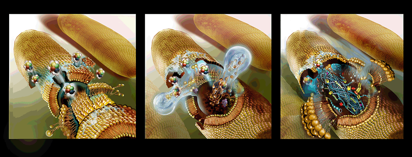 Mechanism of Action Bacteria Cell Destroyed By Antimicrobial agent