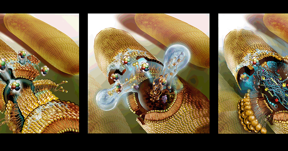 Mechanism of Action Bacteria Cell Destroyed By Antimicrobial agent