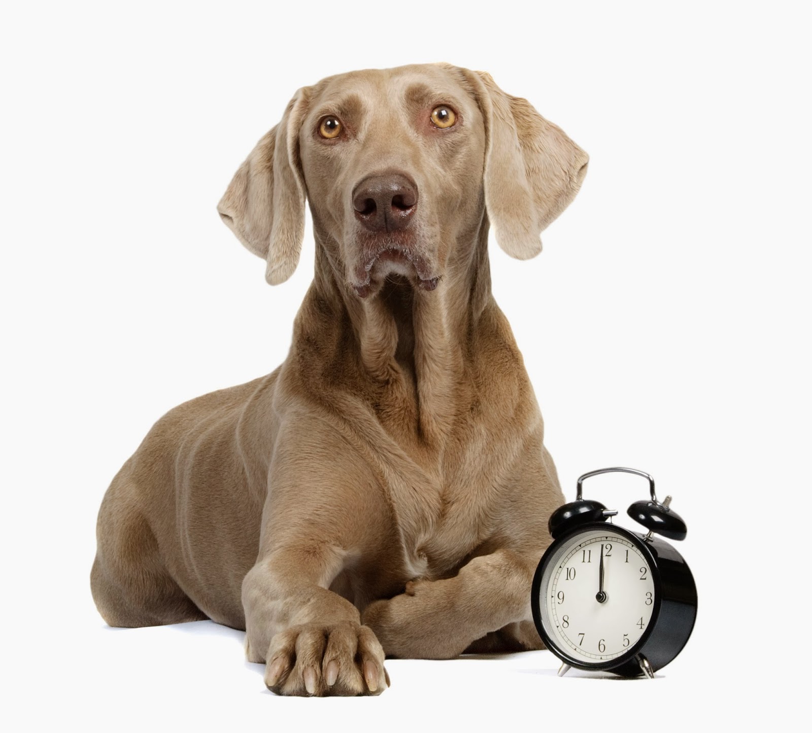 dogs clock DriverLayer Search Engine