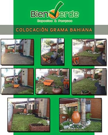 Caracteristicas Y Ventajas De La Grama Bahiana Grama bahiana, grama basilera sinonimia: bien verde blog