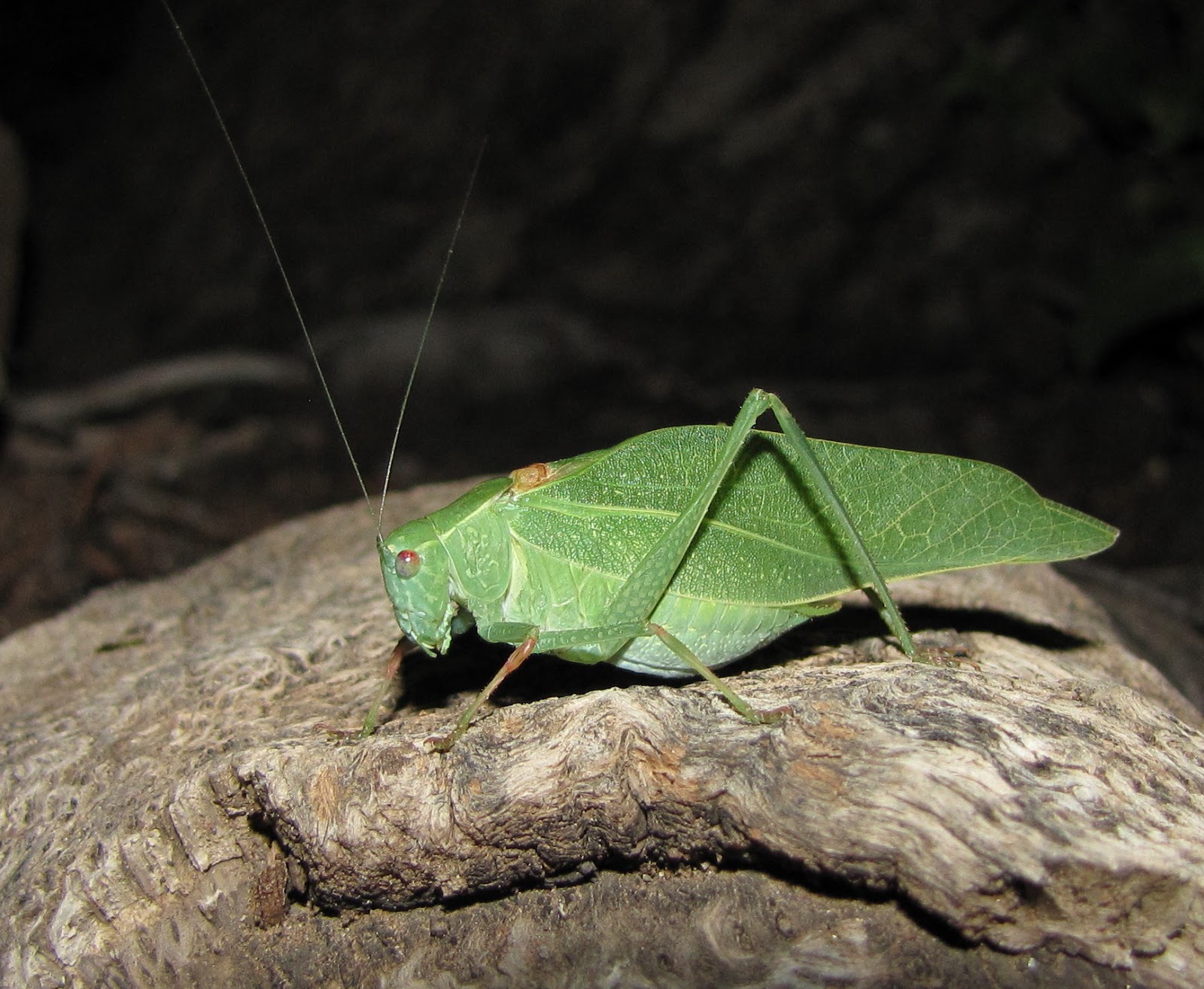 Bug Eric OrThoptera Thursday California Anglewing Katydid