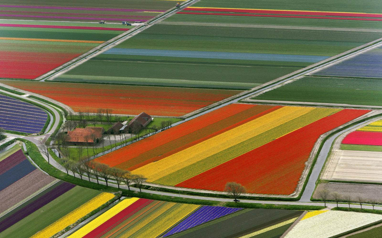 XS Wallpapers HD Netherlands Flower Fields