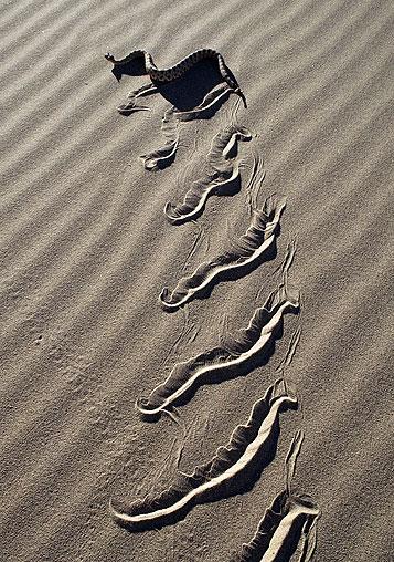 Snake Sand